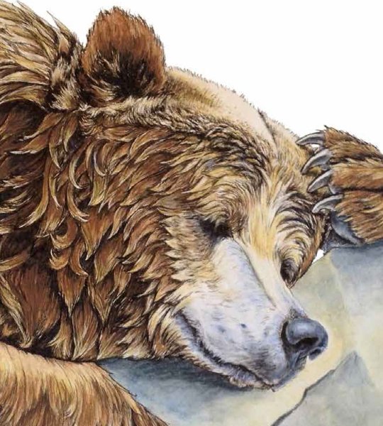 Бурый медведь акварель
