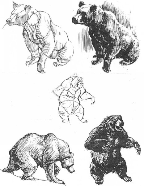 Анатомия медведя для художников