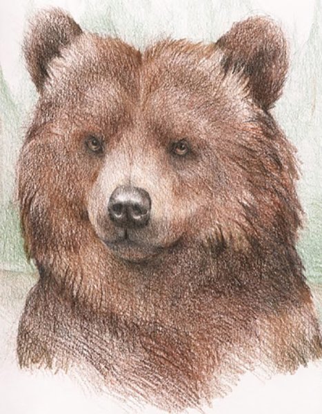 Медведь цветными карандашами