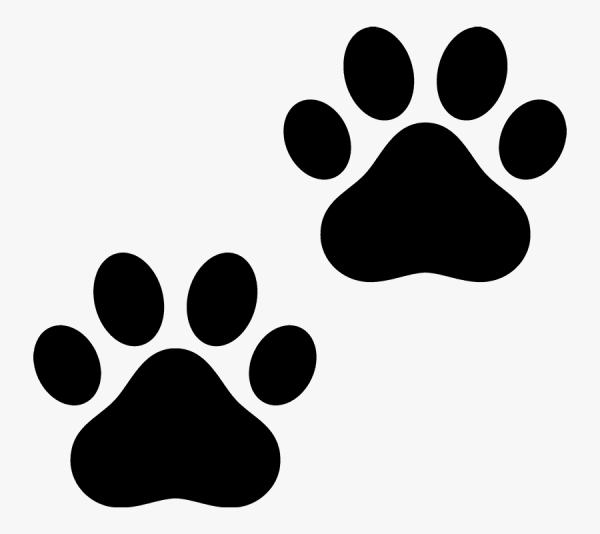 Следы кошки