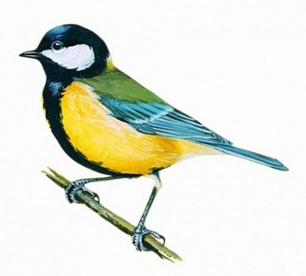 Синичка для детей