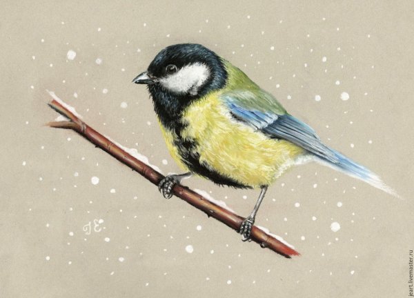 Синица для детей на прозрачном фоне