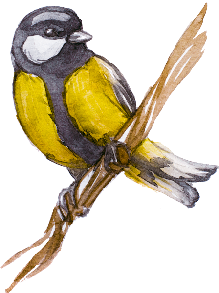 Лазаревка синичка рисунок