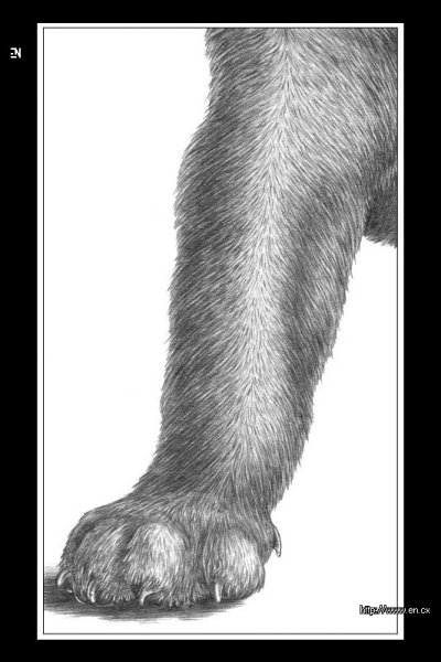 Лапа рисунок для детей