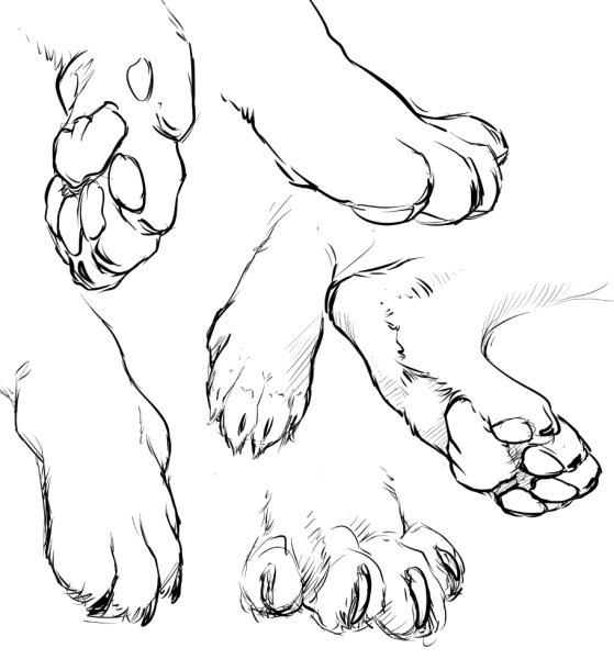 Наброски кошачьей лапы