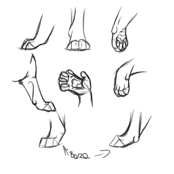 Лапы кошки референс