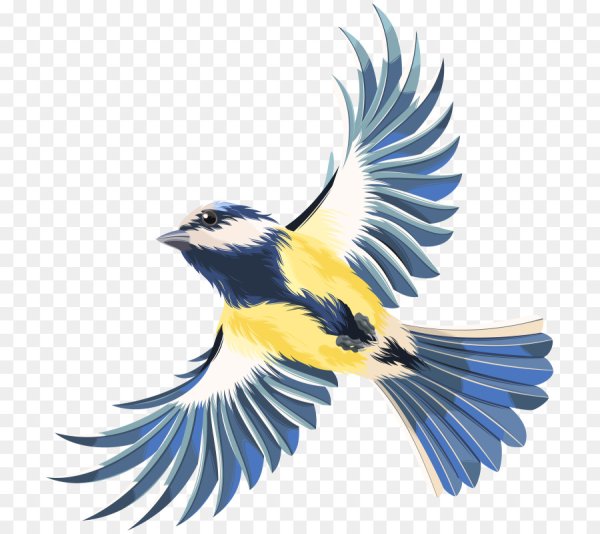 Буроголовая гаичка птица рисунок