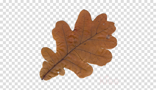 Лист дуба раскраска