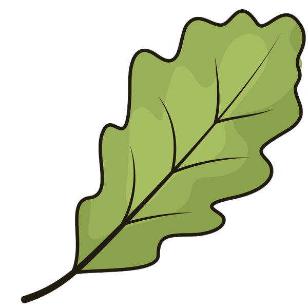 Осенние листья дуба