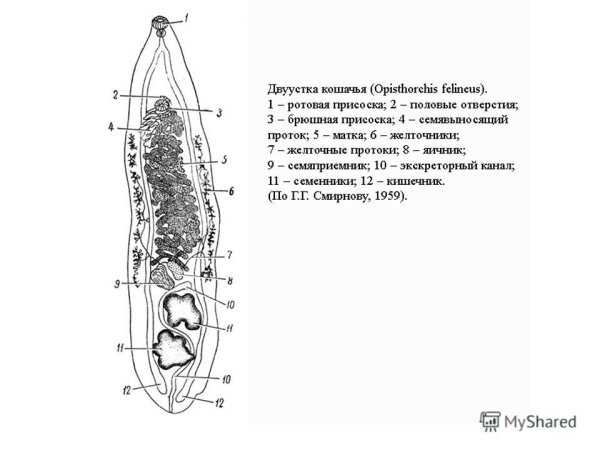 Тотальный препарат кошачьего сосальщика