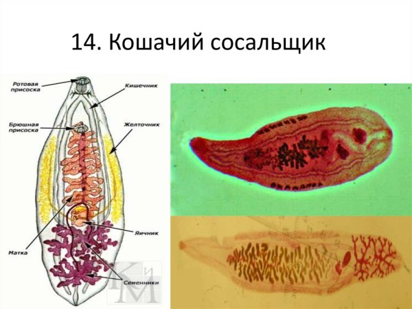 Кошачий (Сибирский) сосальщик (Opisthorchis felineus)