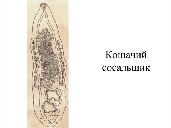 Сибирский сосальщик Марита