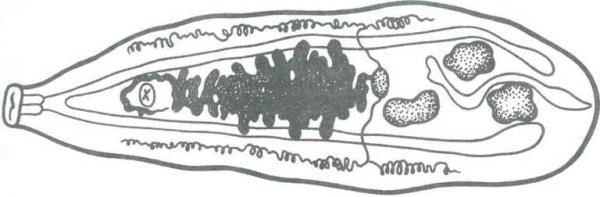 Кошачий Сибирский сосальщик