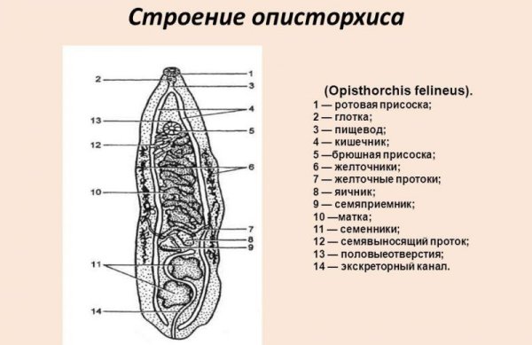 Кошачий сосальщик схема строения