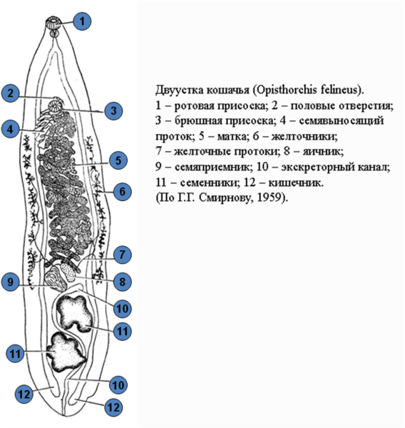 Марита кошачьего сосальщика строение