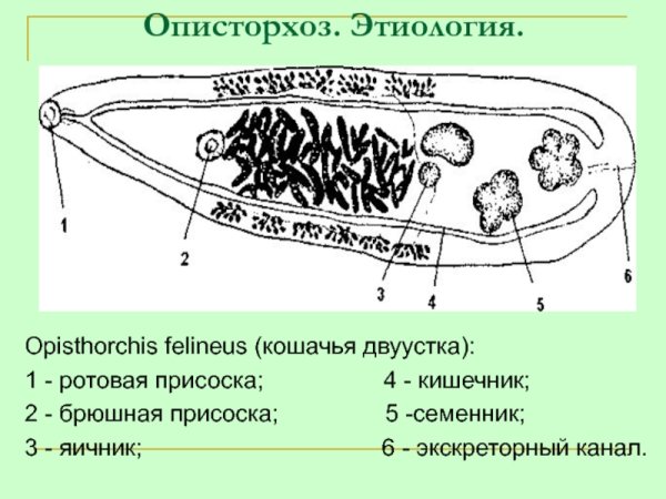 Описторхис фелинеус строение