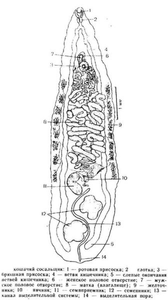 Opisthorchis felineus строение