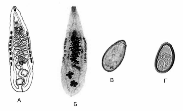 Кошачий (Сибирский) сосальщик (Opisthorchis felineus)