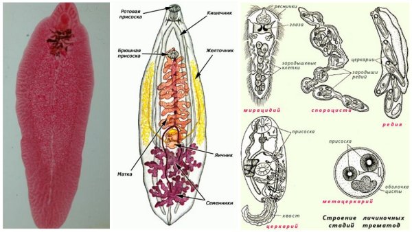 Половая система печеночного сосальщика