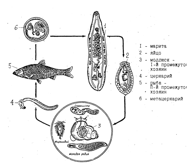 Цикл развития кошачьего сосальщика