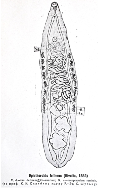 Opisthorchis felineus строение