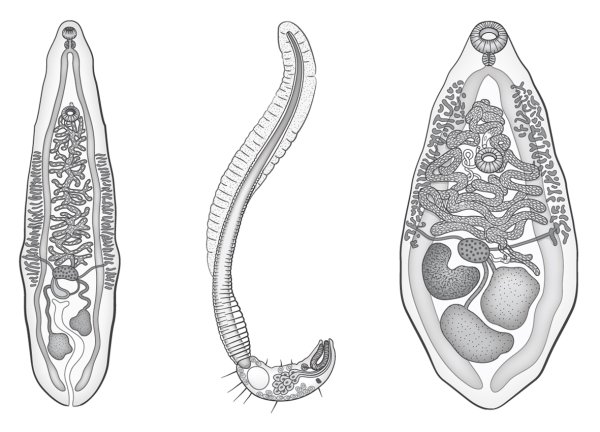 Кошачий (Сибирский) сосальщик (Opisthorchis felineus)