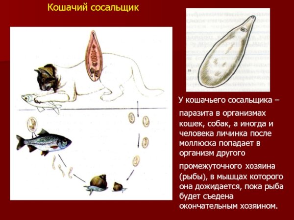 Сибирский сосальщик жизненный цикл