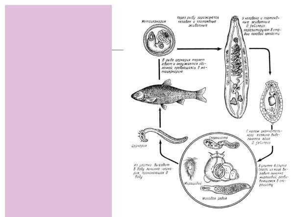 Мирацидий кошачьего сосальщика