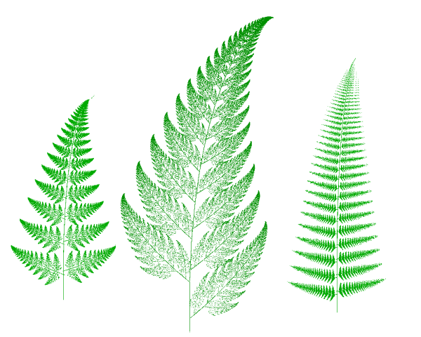 Папоротник Пеллея