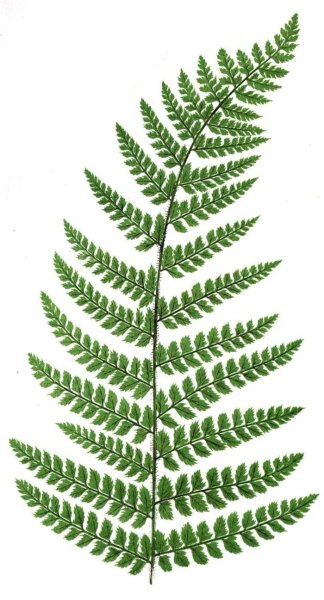 Лист папоротника
