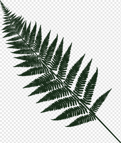 Ветка папоротника