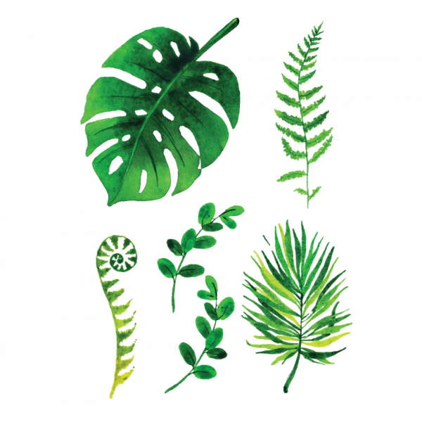 Тропические листья эскиз