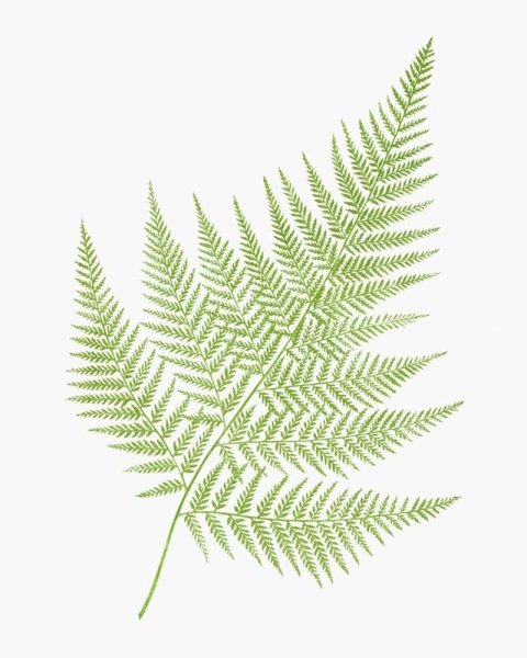 Лист папоротника