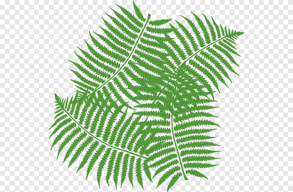 Папоротник вектор