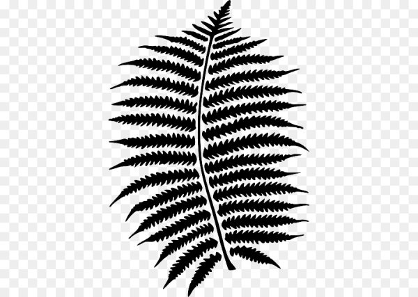 Лист папоротника вектор