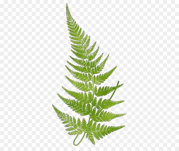 Лист папоротника Графика