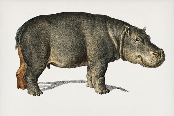 Бегемот иллюстрация