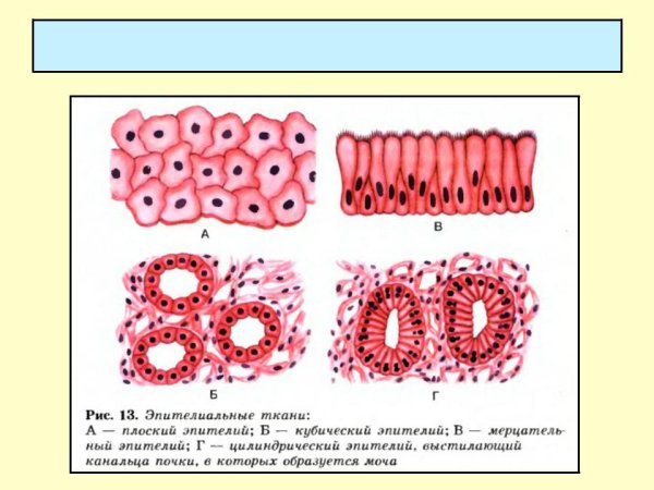 Однослойный цилиндрический эпителий функции