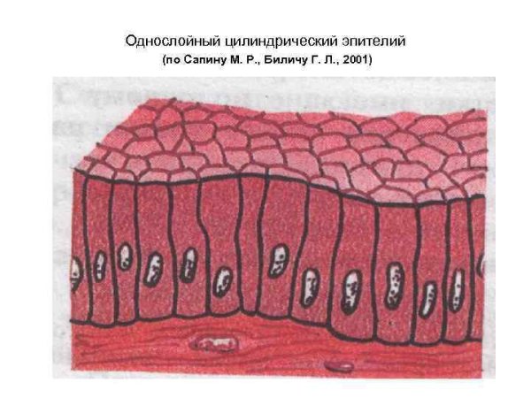 Многослойный столбчатый эпителий