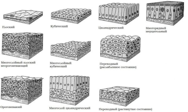Покровный однослойный кубический эпителий