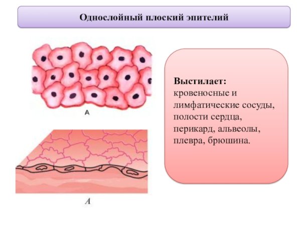 Эндотелий однослойный плоский эпителий выстилает