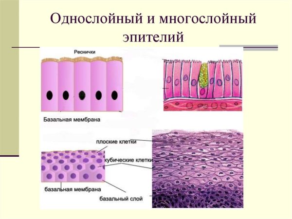 Многослойный цилиндрический эпителий выстилает