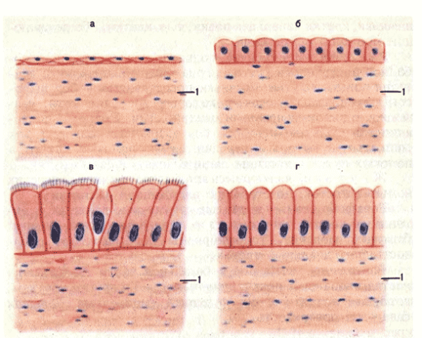 Однослойный плоский эпителий