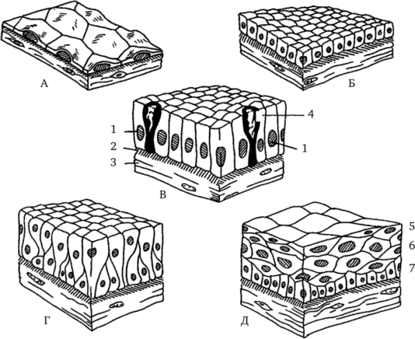 Однослойный плоский цилиндрический эпителий