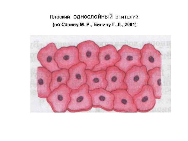 Плоской однослойный жаителий