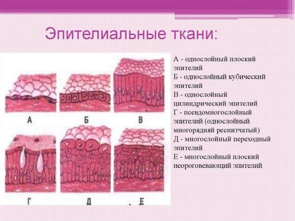 Однослойная железистая эпителиальная ткань
