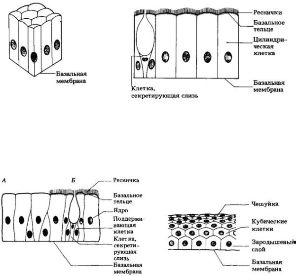 Однослойный плоский эпителий схема