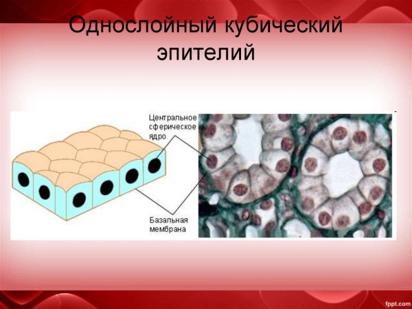 Однослойный однорядный кубический эпителий почки