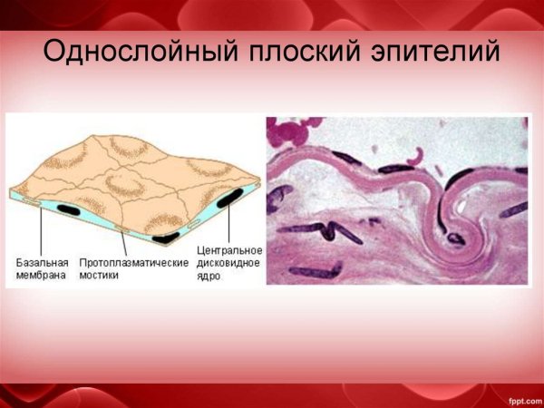 Однослойный плоский эпителий