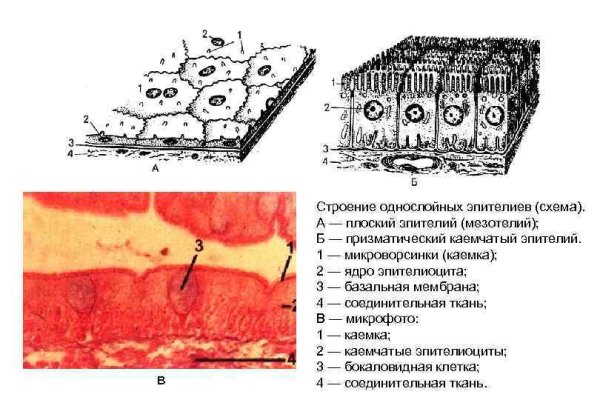 Структура однослойного плоского эпителия